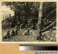 藏品(動物園內之彌猴)的圖片